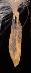 Image: P.B. Heenan © Landcare Research 2014 